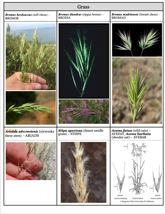 Grasses found on SCI